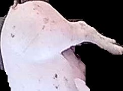Crop