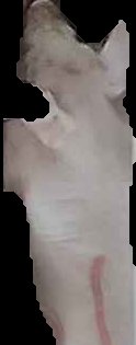 Crop