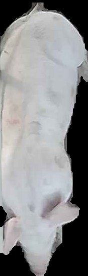 Crop