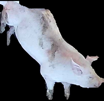 Crop