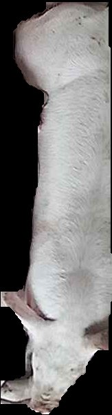 Crop