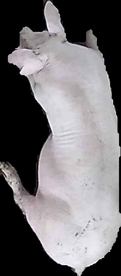 Crop