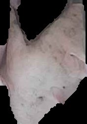 Crop
