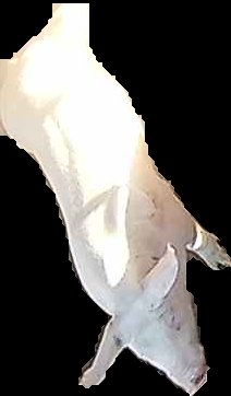 Crop