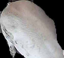 Crop