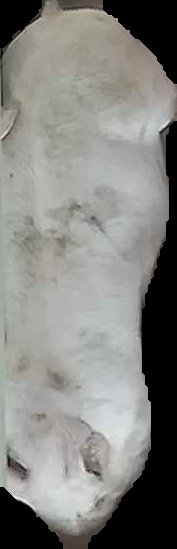 Crop