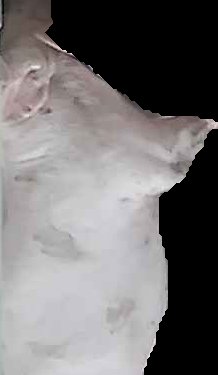 Crop