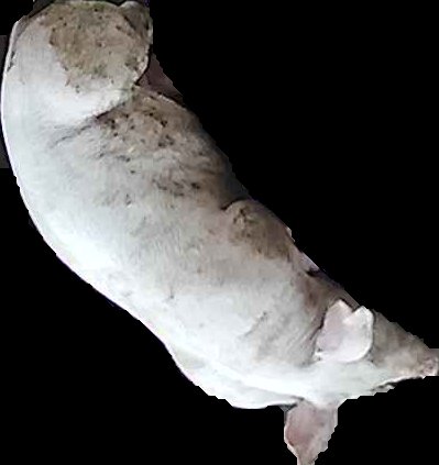 Crop