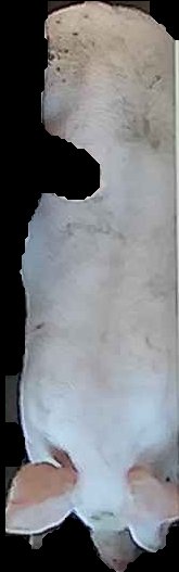Crop