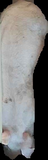 Crop