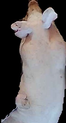 Crop