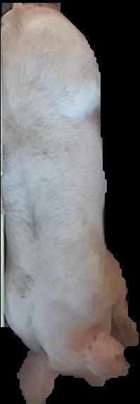 Crop