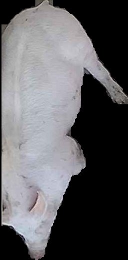 Crop