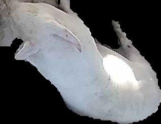 Crop
