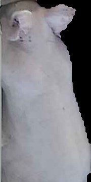 Crop