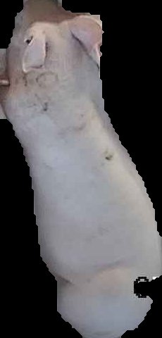 Crop