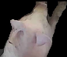 Crop
