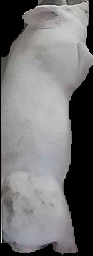 Crop