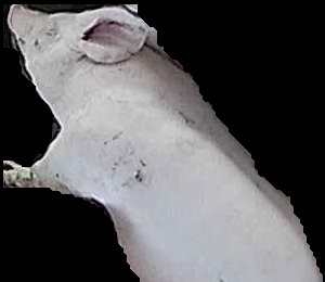 Crop