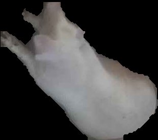 Crop