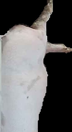 Crop