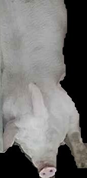 Crop
