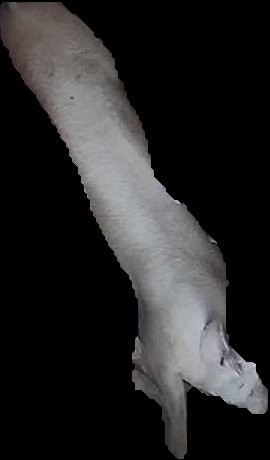Crop