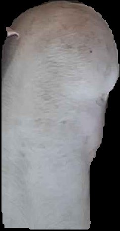 Crop
