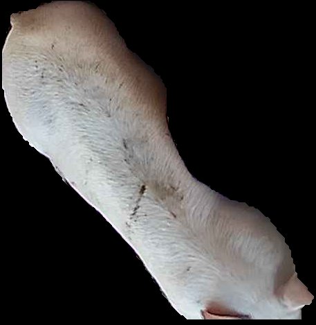 Crop