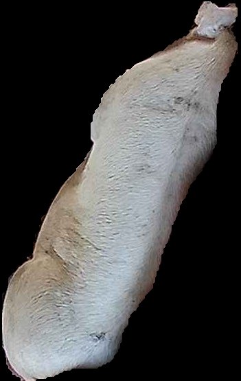 Crop