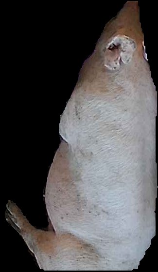 Crop