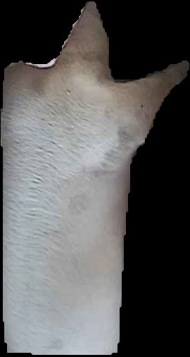 Crop