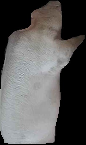 Crop