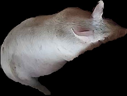 Crop