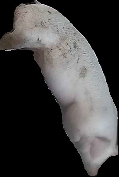 Crop