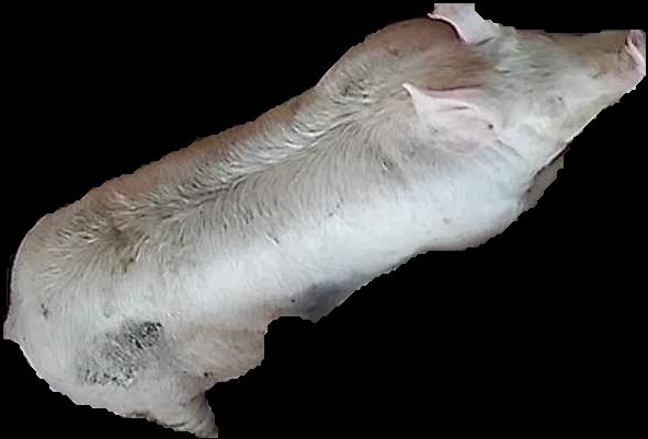 Crop