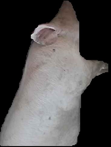 Crop