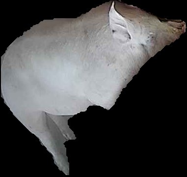 Crop