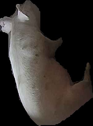 Crop