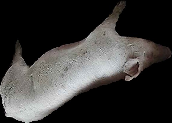 Crop