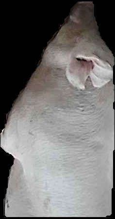 Crop