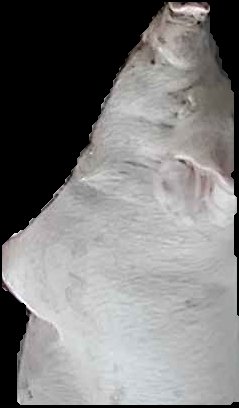 Crop