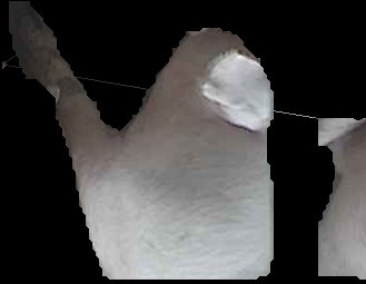 Crop
