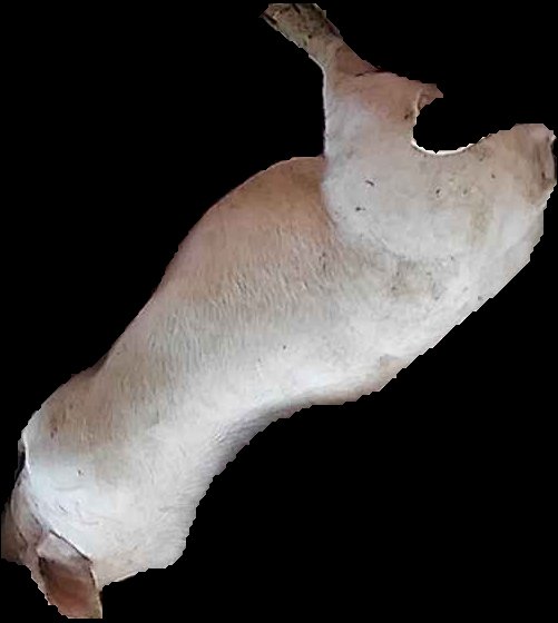 Crop