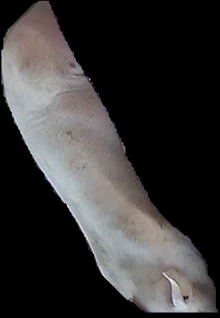 Crop