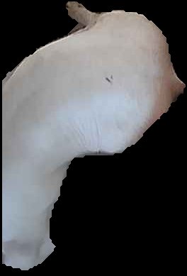 Crop