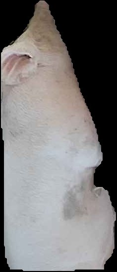 Crop