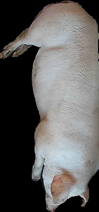 Crop