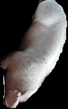 Crop