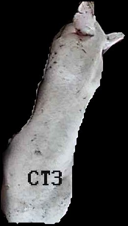 Crop